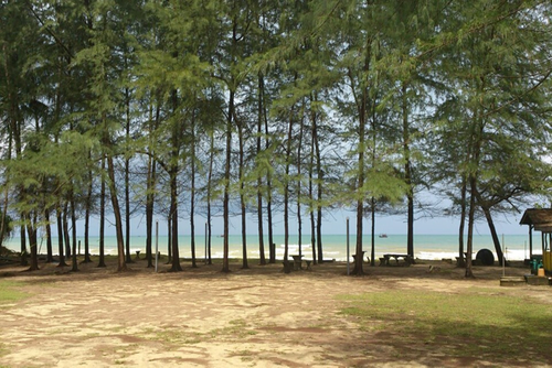 Hutan Pines Balok